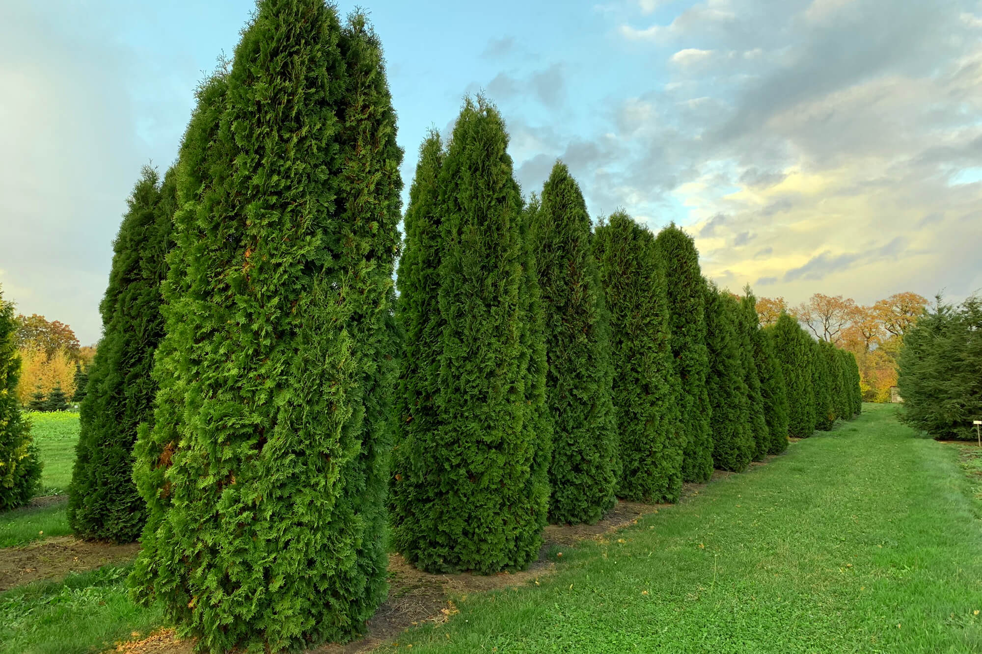 Саженец западной туи Колумна/Thuja occidentalis Columna С7,5/100-120 — цена  в Набережных Челнах, купить в интернет-магазине, характеристики и отзывы,  фото